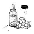 Seabackthorn essential oil bottle with berry hand drawn vector i