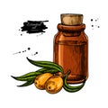 Seabackthorn essential oil bottle with berry. Hand drawn vector