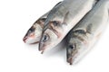 Seabass (Dicentrarchus labrax) on white Royalty Free Stock Photo