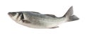 Seabass fish isolated without shadow Royalty Free Stock Photo