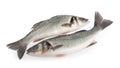 Seabass fish  on white background Royalty Free Stock Photo