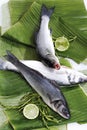 Seabass, loup de mer (Dicentrarchus labrax) on banana leaves