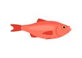 Seabass perch marine cartoon, seafood and underwater animal. Aquatic delicacy, gourmet. Fishery. Vector illustration