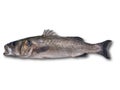 Seabass robalo fish wild big size Royalty Free Stock Photo