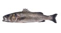 Seabass robalo fish wild big size Royalty Free Stock Photo