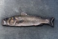 Seabass robalo fish wild big size Royalty Free Stock Photo