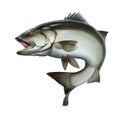 Seabass, sea wolf fish predator. Royalty Free Stock Photo