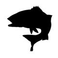 Seabass silhouette. Seabass, sea wolf fish predator. Royalty Free Stock Photo