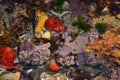 Seabed colours Royalty Free Stock Photo