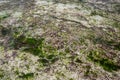 The seabed is exposed after low tide. Green algae and lots of marine life. Royalty Free Stock Photo