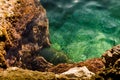 Seabed with green alga and stones