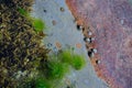 Seabed at low tide with seaweed and shells Royalty Free Stock Photo