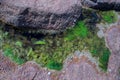 Seabed at low tide with seaweed and shells Royalty Free Stock Photo