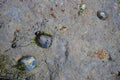 Seabed at low tide with seaweed and shells Royalty Free Stock Photo