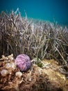 Seabed with an urchin shell