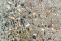 Seabed, view through clear water Royalty Free Stock Photo