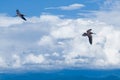 Seabird Royalty Free Stock Photo