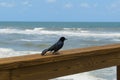 Seabird on the beach on ocean background Royalty Free Stock Photo