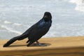 Seabird on the beach on ocean background, closeup Royalty Free Stock Photo