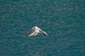 Seabird carrying fish