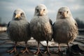 Seabird chicks close up