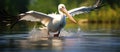 A seabird with a distinctive beak soars gracefully above the shimmering lake Royalty Free Stock Photo