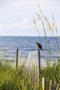 Seabird On Fence