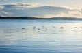 Seabird flying above lake surface