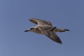 seabird flying in a clear blue sky