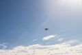 Seabird flying free high above the clouds in sunny blue sky