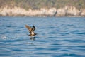 Seabird flying over ocean