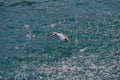 Seabird flying over ocean