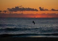 Seabird flying over ocean at sunrise