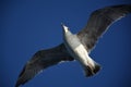 Seabird flying Royalty Free Stock Photo