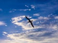 Seabird flying in the sky
