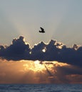 Seabird flying at sunset Royalty Free Stock Photo