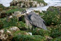 Seabird with Long Beak Royalty Free Stock Photo