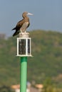 Seabird on maritime buoy