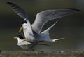 Seabird matting on the shore