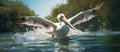 A seabird soaring over a lake with outstretched wings Royalty Free Stock Photo