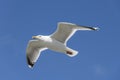 Seabird the Seagull against a blue sky