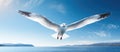 Seabird soaring through the sky over liquid expanse