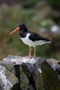 Seabird Species Oystercatcher (Haematopus Ostralegus) On The Isle Of May Near Anstruther In Scotland