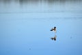 Seabird taking off from the shallow water of lagoon