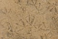 Seabird tracks seagulls on beach sand top view close-up footprints trail Royalty Free Stock Photo