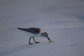 A seabird walks along the coast of the ocean