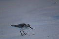 A seabird walks along the coast of the ocean