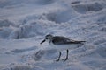 A seabird walks along the coast of the ocean