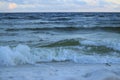 A seabird walks along the coast of the ocean