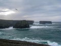 Seabirds above the arriving storm swell, Ireland